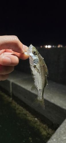 セイゴ（マルスズキ）の釣果