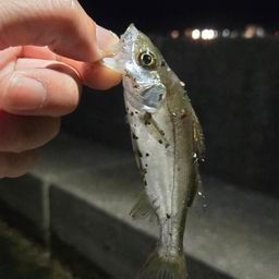 セイゴ（マルスズキ）