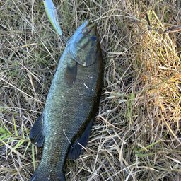 スモールマウスバス