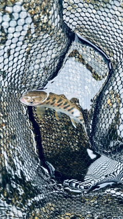 ヤマメの釣果