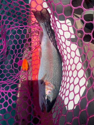 ニジマスの釣果