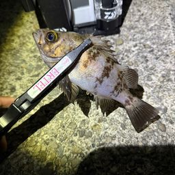 メバル