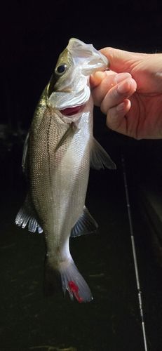 セイゴ（マルスズキ）の釣果