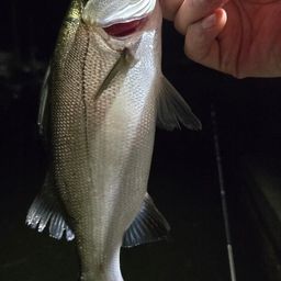 セイゴ（マルスズキ）