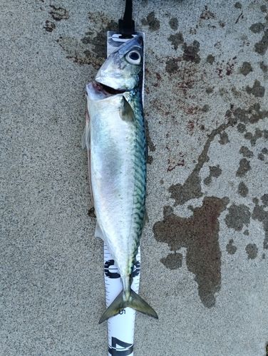 サバの釣果