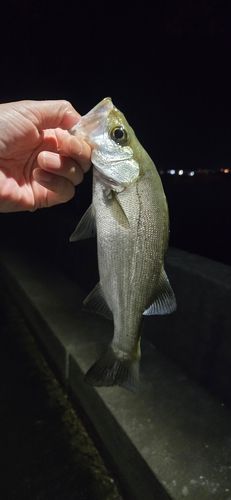 セイゴ（マルスズキ）の釣果
