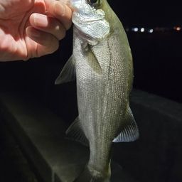 セイゴ（マルスズキ）