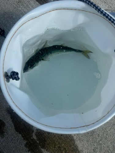 マサバの釣果