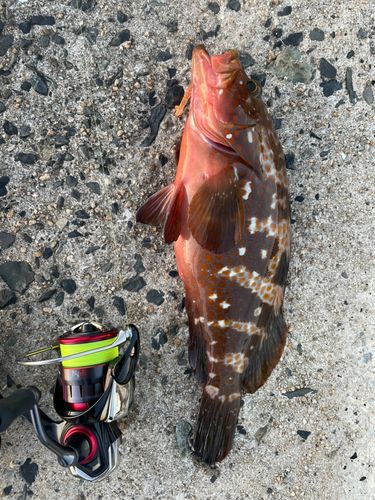 キジハタの釣果