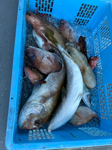 マダイの釣果