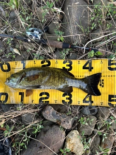 スモールマウスバスの釣果