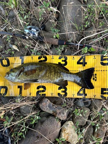 スモールマウスバスの釣果