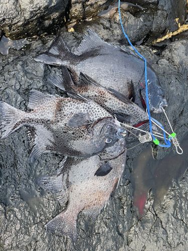 イシガキダイの釣果