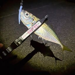 アジ