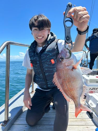 マダイの釣果