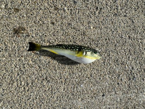 クサフグの釣果