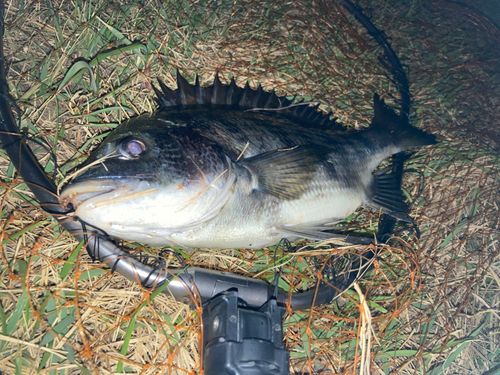 チンチンの釣果