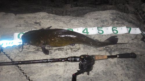 アメリカナマズの釣果