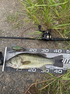 ラージマウスバスの釣果