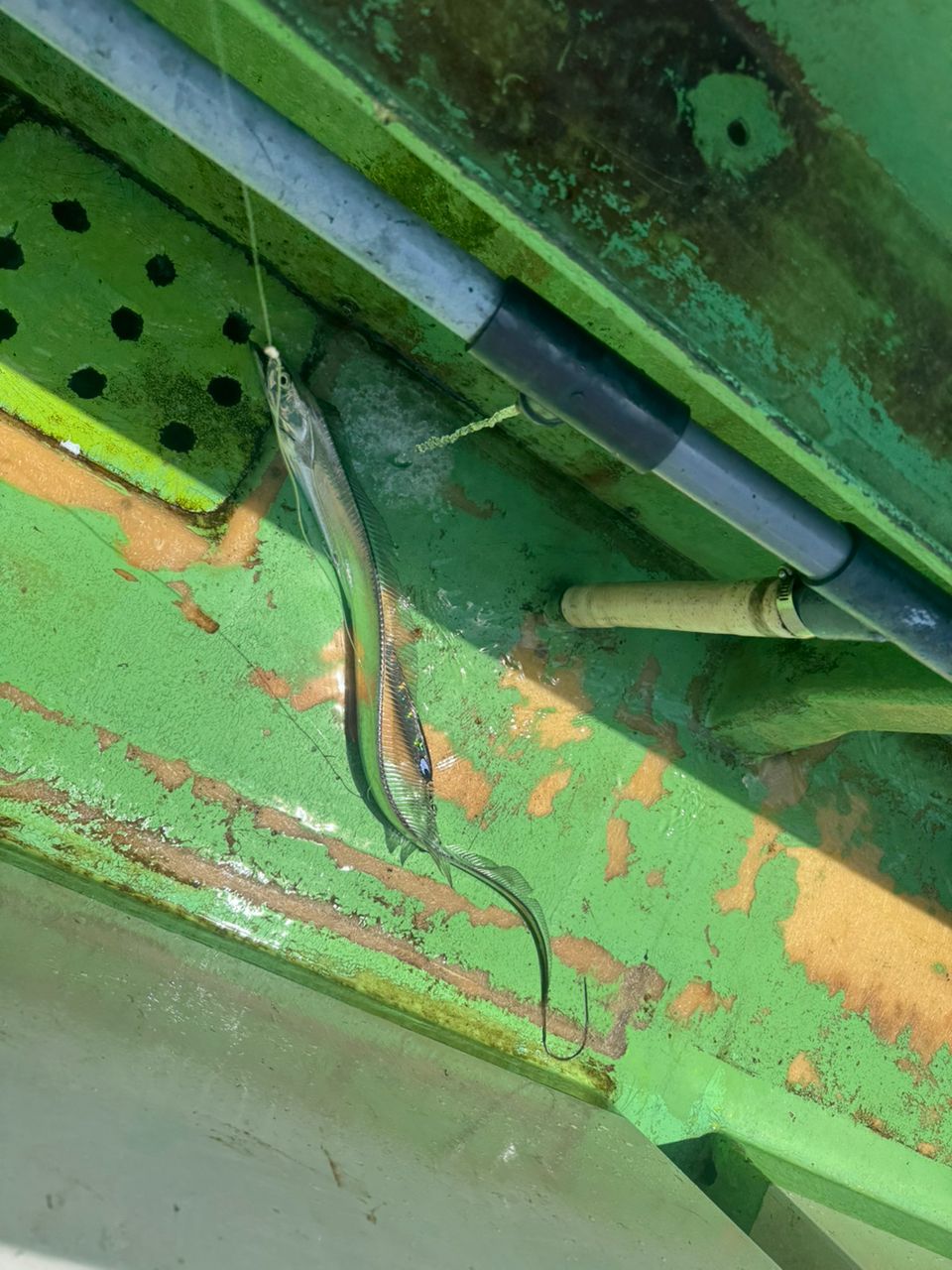 E-OSさんの釣果 2枚目の画像