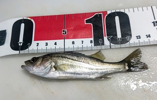 セイゴ（マルスズキ）の釣果