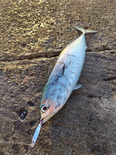ソウダガツオの釣果