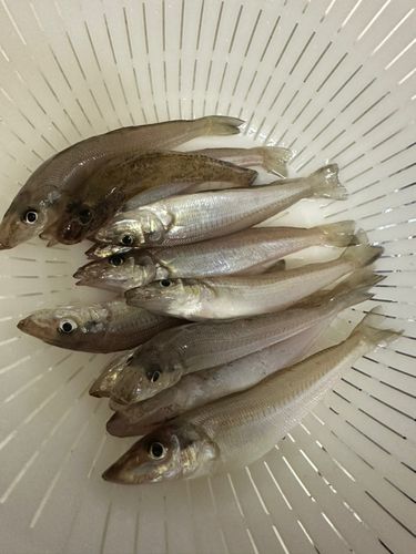 キスの釣果