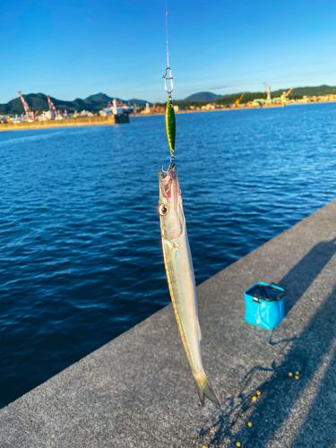 ヤマトカマスの釣果