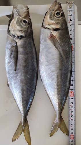 マアジの釣果