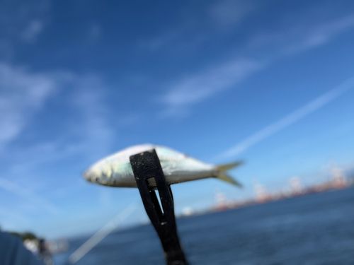 サッパの釣果