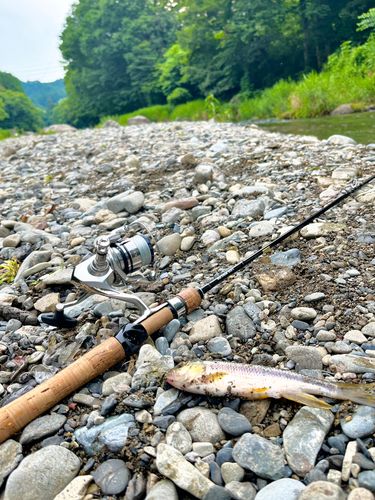 カワムツの釣果