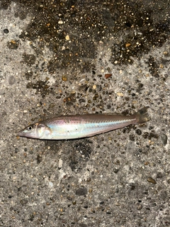シロギスの釣果