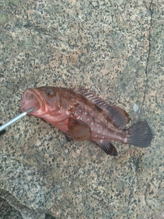 キジハタの釣果