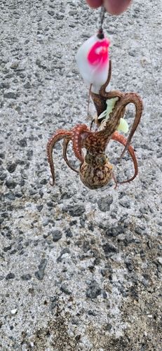 タコの釣果