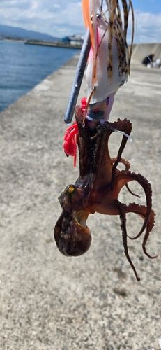 タコの釣果