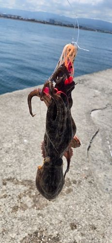 タコの釣果