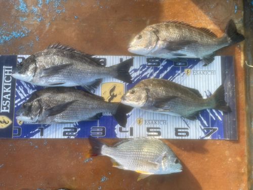 クロダイの釣果