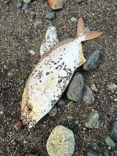 ショゴの釣果