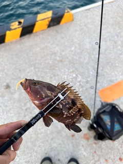 キジハタの釣果