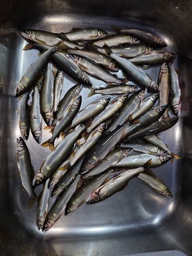 アユの釣果