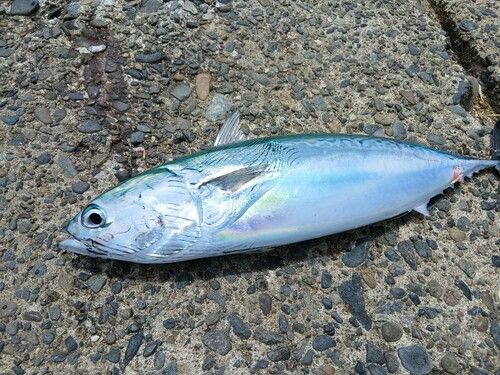 ソウダガツオの釣果