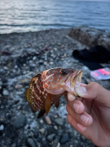 キジハタの釣果
