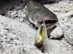 ナマズの釣果