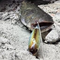 ナマズ