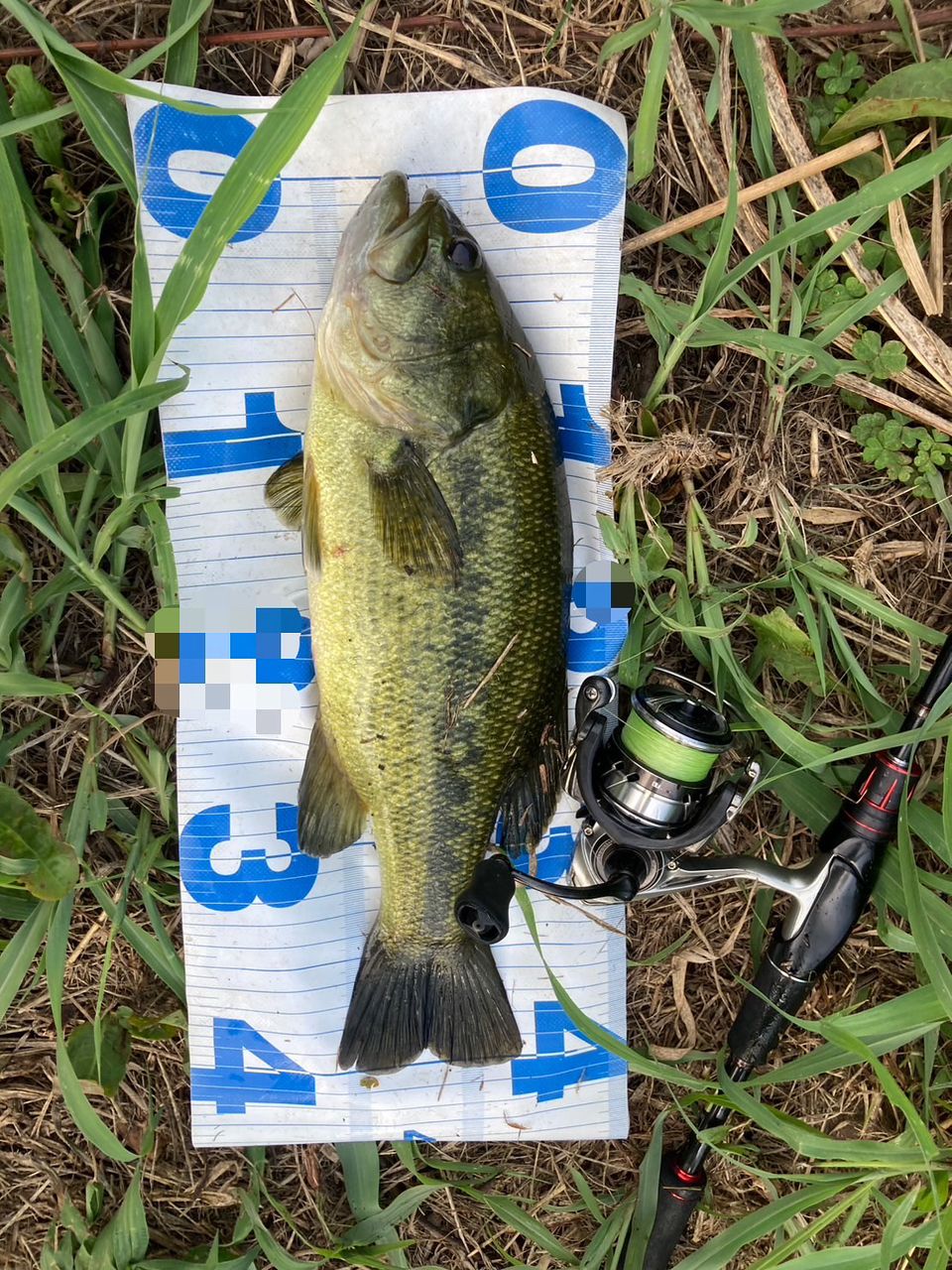 ラージマウスバス