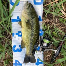 ラージマウスバス