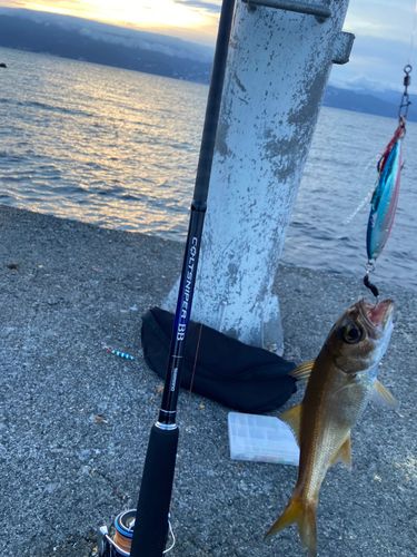 クロムツの釣果