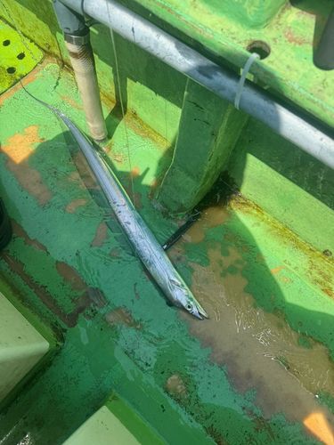タチウオの釣果