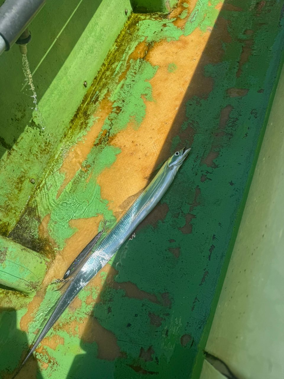 E-OSさんの釣果 2枚目の画像