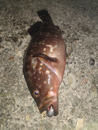 キジハタの釣果